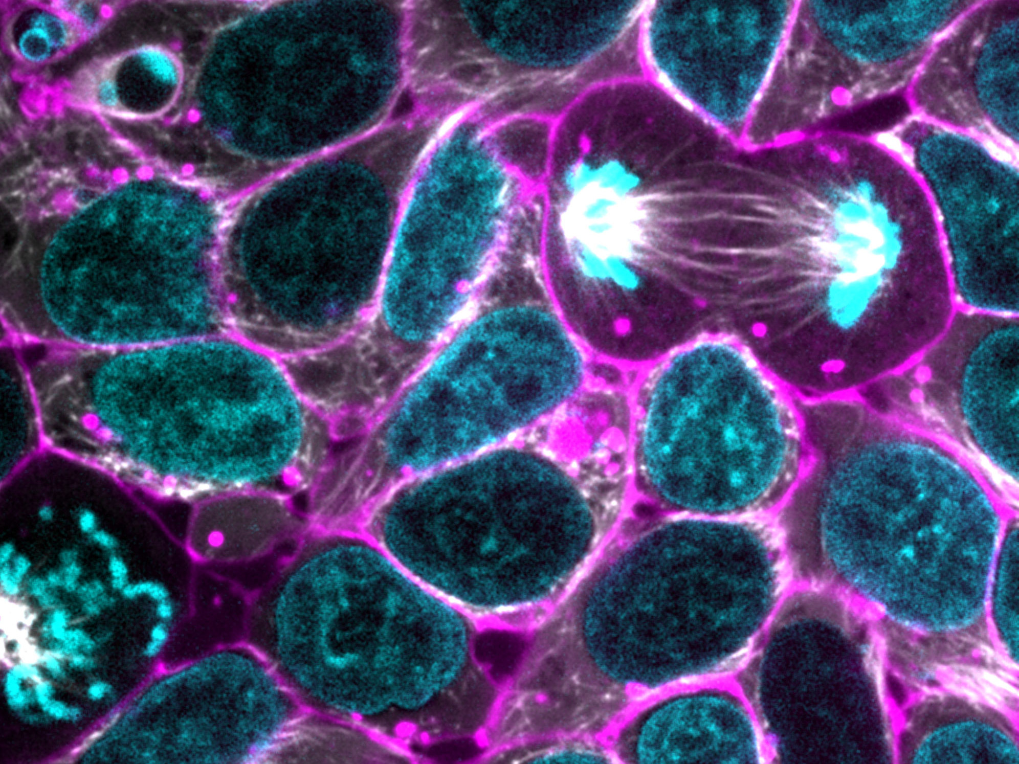 Cell Culture